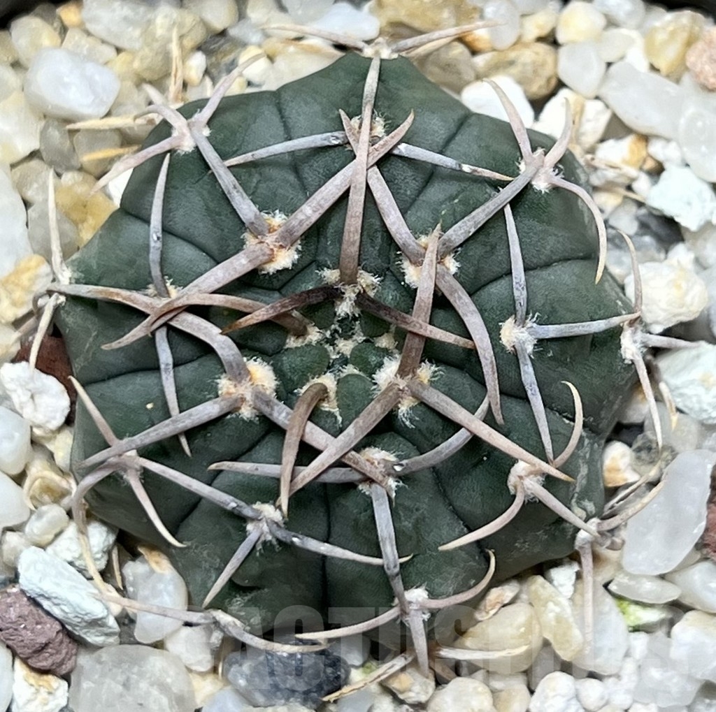 SHPR18517 Gymnocalycium vatteri - immagine 2