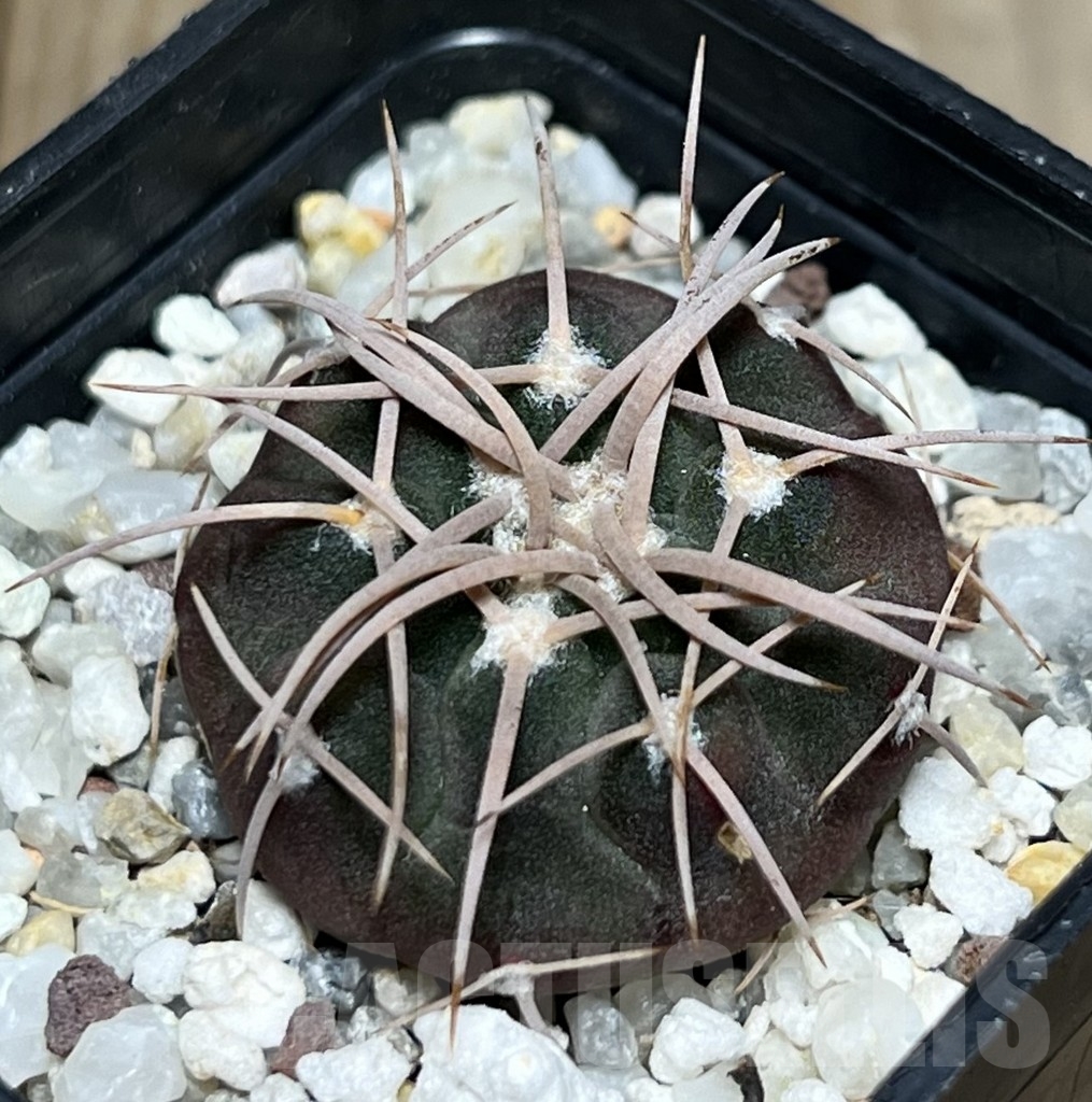 SHPR18519 Gymnocalycium cardenasianum