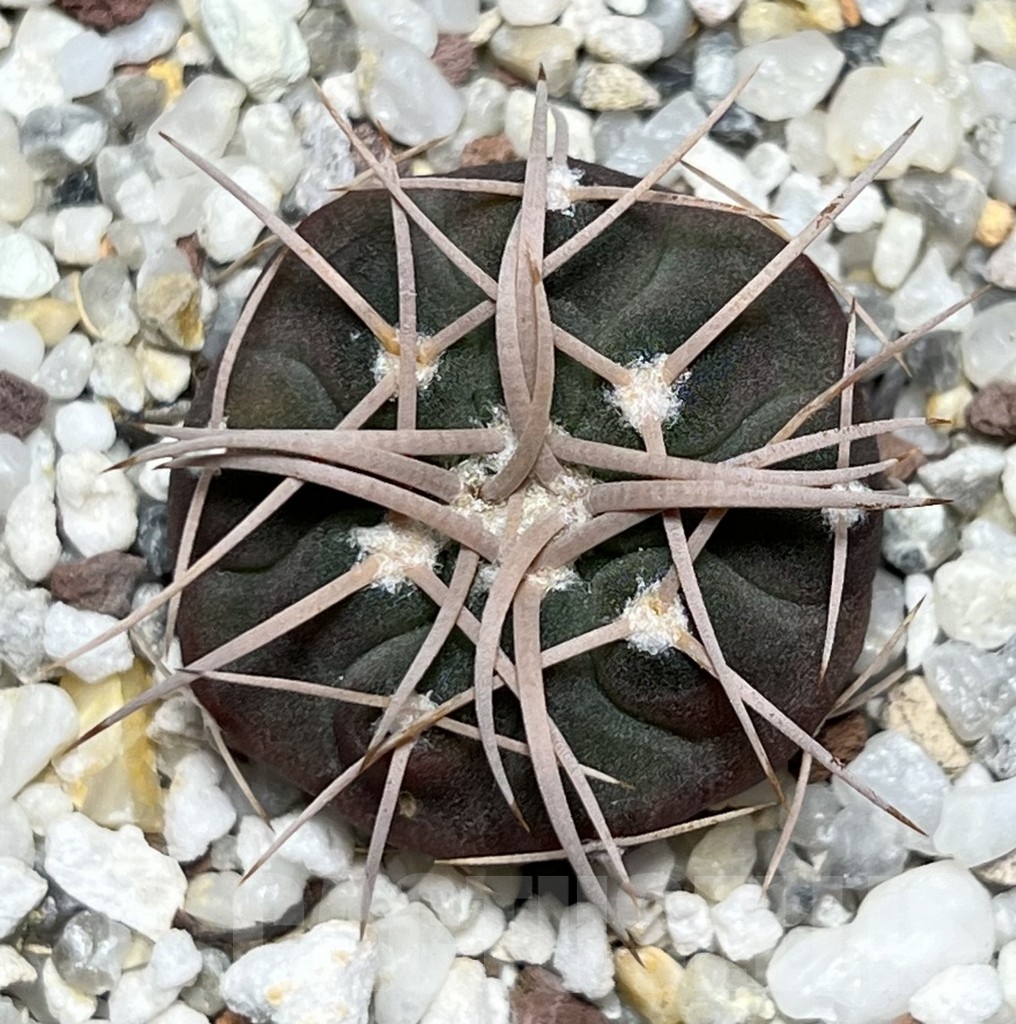 SHPR18519 Gymnocalycium cardenasianum - Image 2