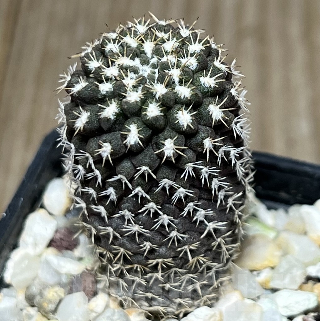 SHPR18520 Neochilenia setosiflora - Image 2