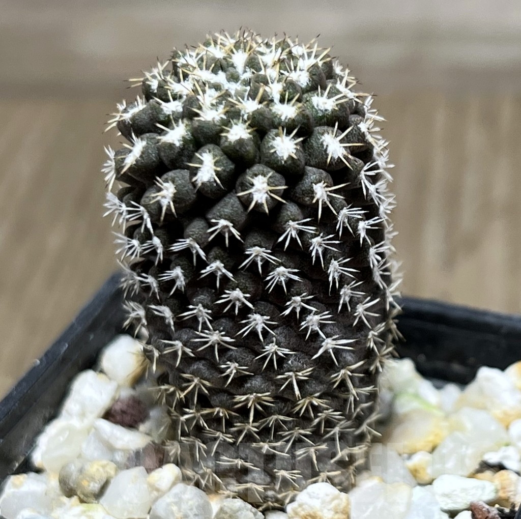 SHPR18520 Neochilenia setosiflora