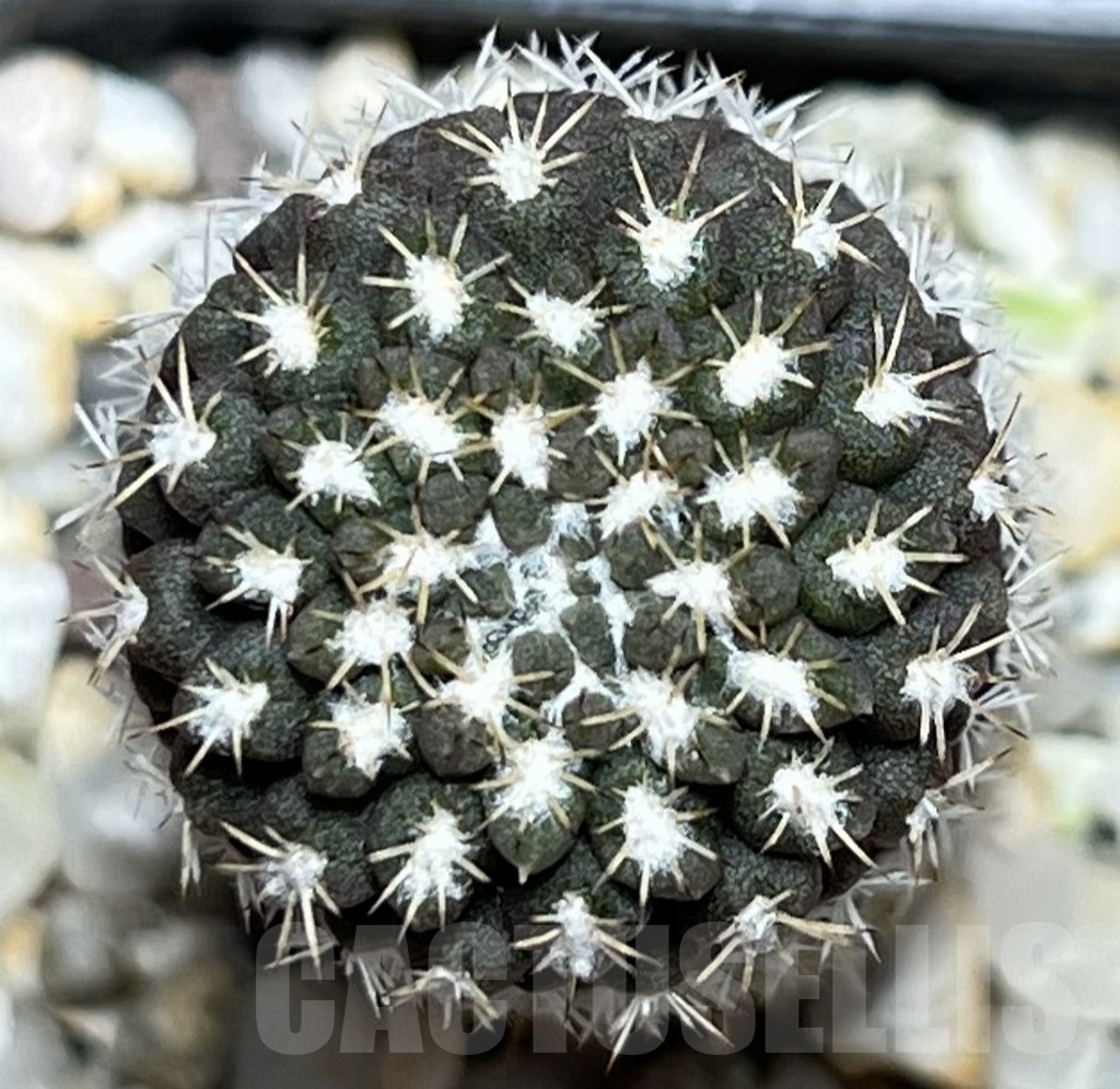 SHPR18520 Neochilenia setosiflora - Image 3