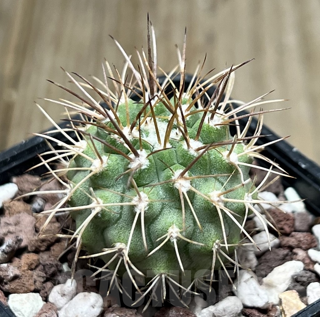 SHPR18521 Neoporteria simulans