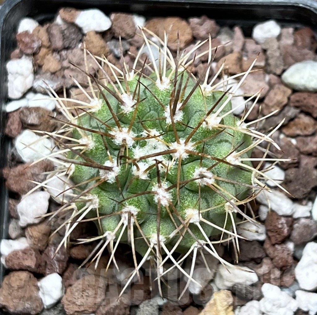 SHPR18521 Neoporteria simulans - Зображення 2