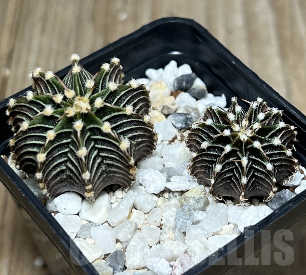 SHPR18524 Gymnocalycium friedrichii LB 2178, 2 plants