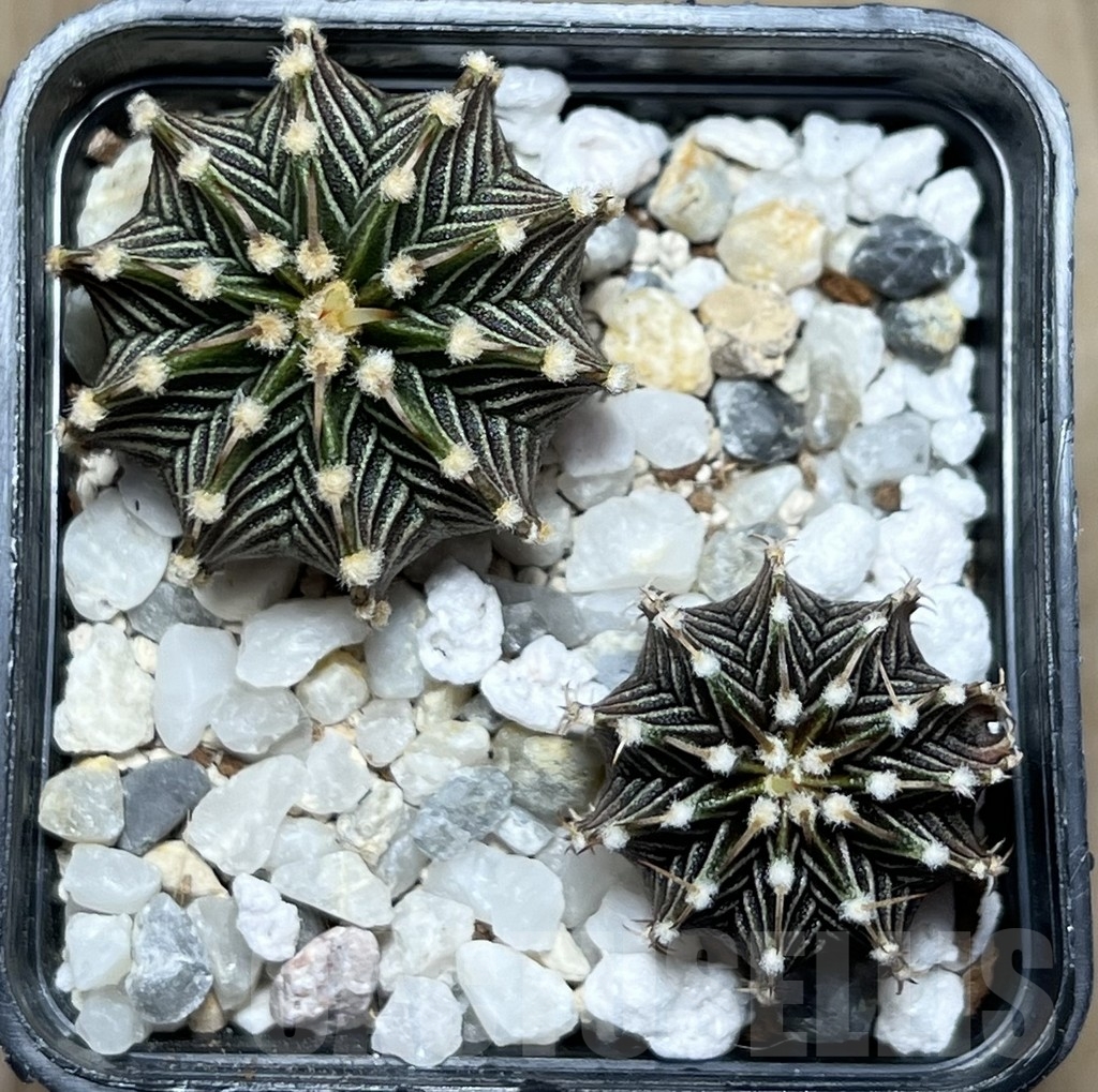 SHPR18524 Gymnocalycium friedrichii LB 2178, 2 plants - Image 2