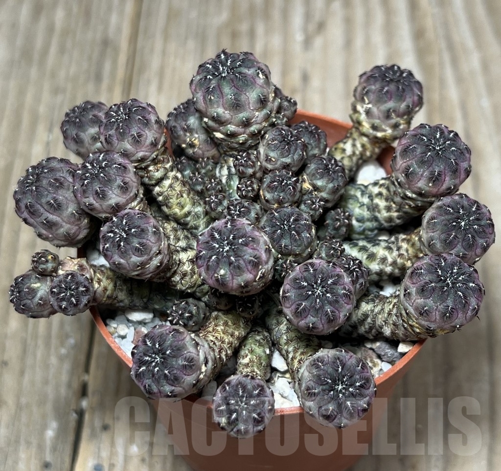 SHPR18525 Sulcorebutia rauschii