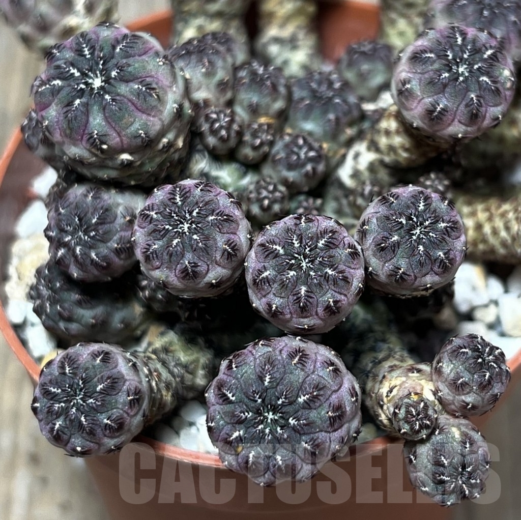 SHPR18525 Sulcorebutia rauschii - immagine 2