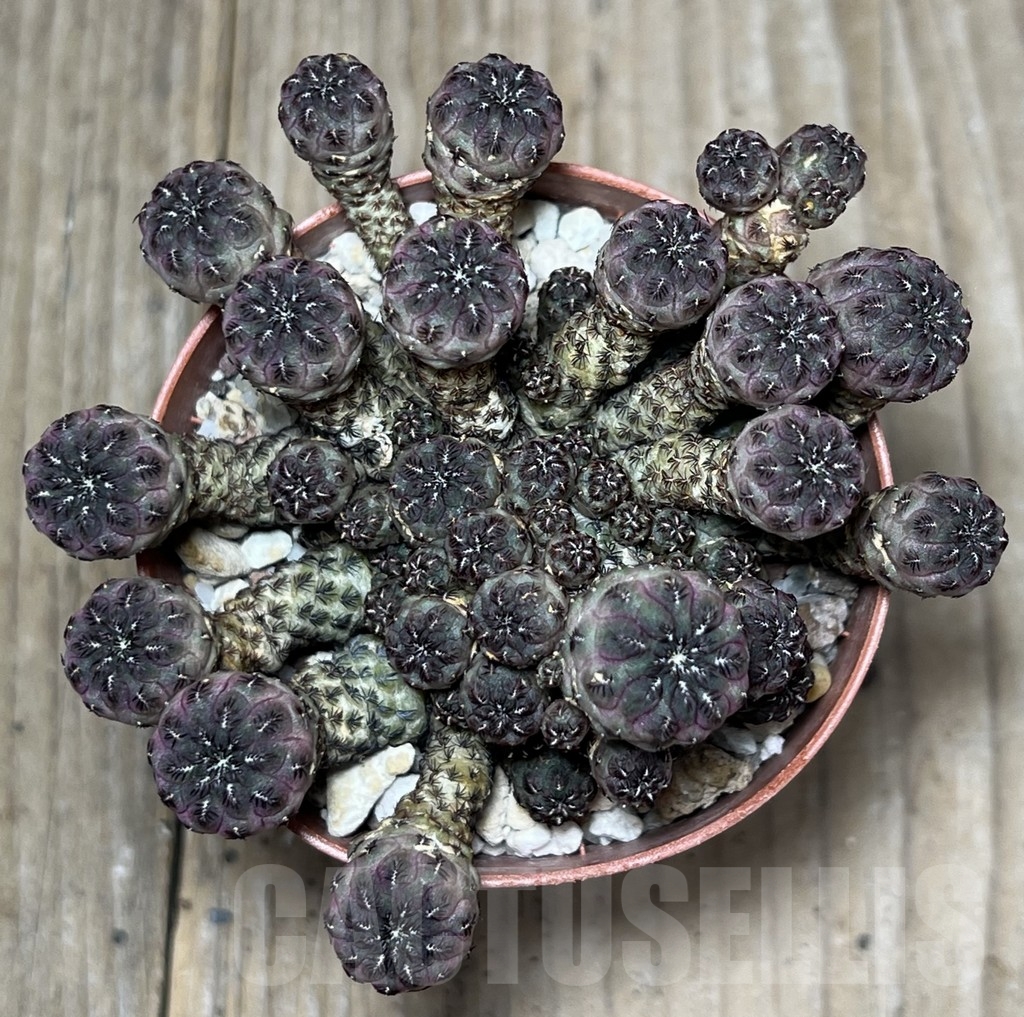 SHPR18525 Sulcorebutia rauschii - immagine 3