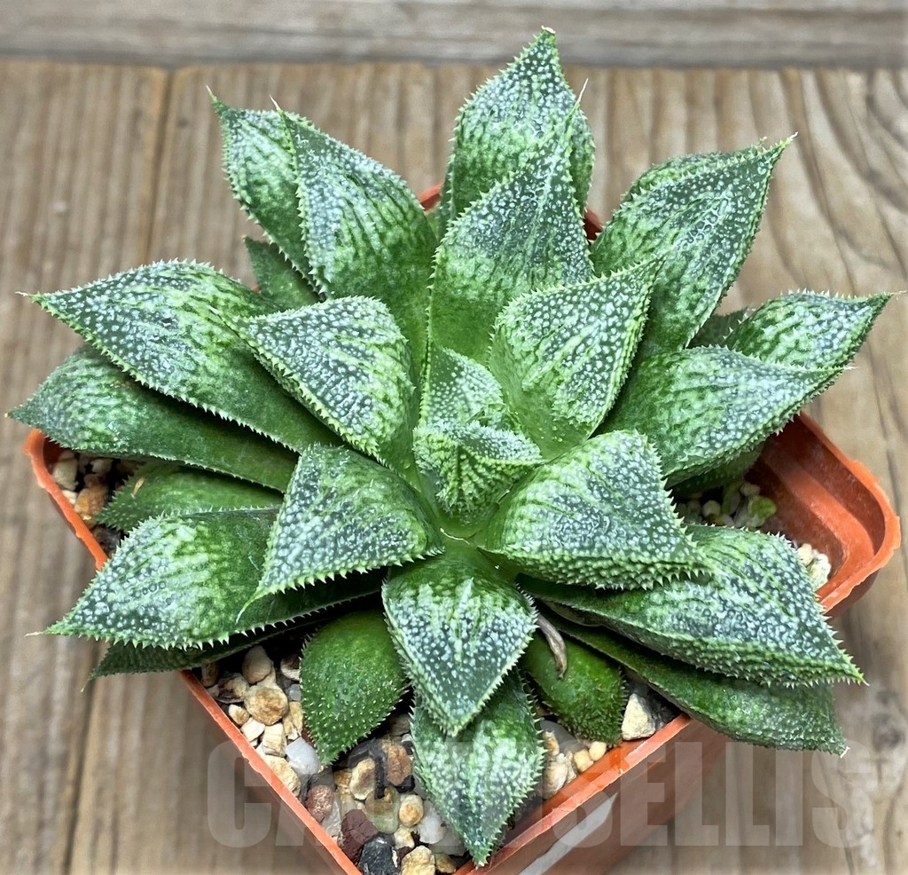 SHPR18069 Haworthia 'Hakuma' x 'Hakuteijyo' - Image 2