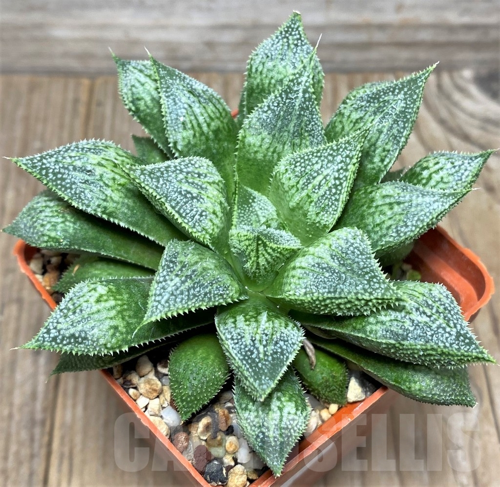 SHPR18069 Haworthia 'Hakuma' x 'Hakuteijyo'