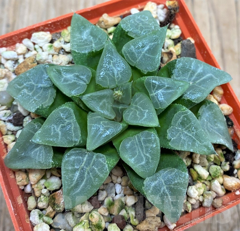 SHPR18070 Haworthia bayeri -Japan- SH