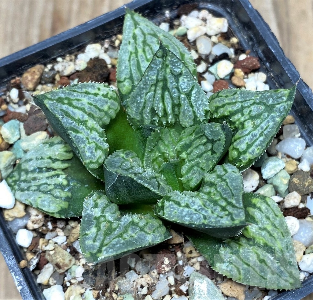 SHPR18073 Haworthia picta 'Kyo-no-Koi' – Image 2