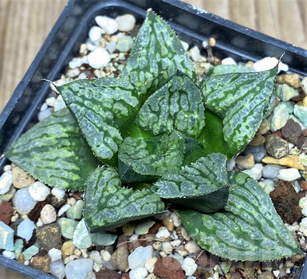 SHPR18073 Haworthia picta 'Kyo-no-Koi'