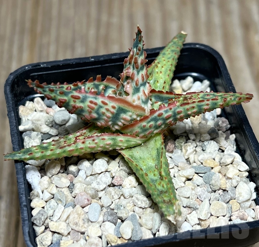 SHPR18571 Aloe TCT hybrid