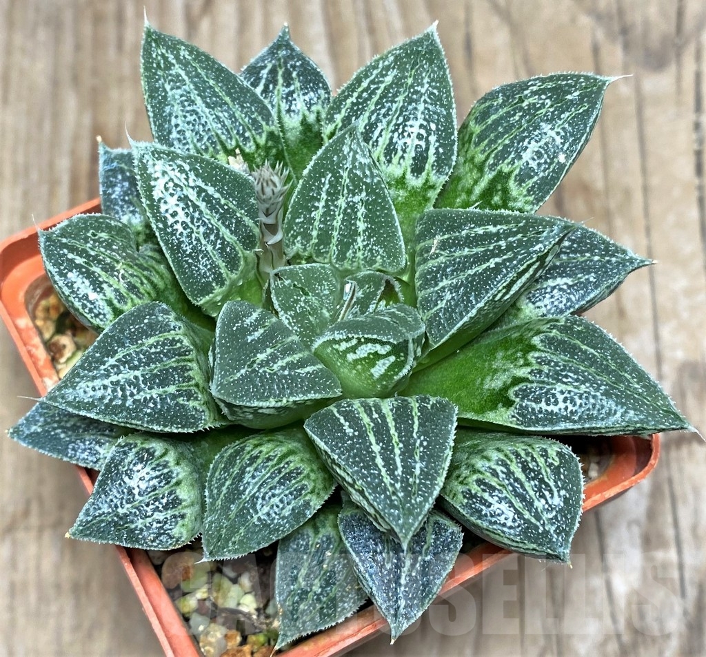 SHPR18074 Haworthia 'Kegazato' x 'Yuki Keshiki'