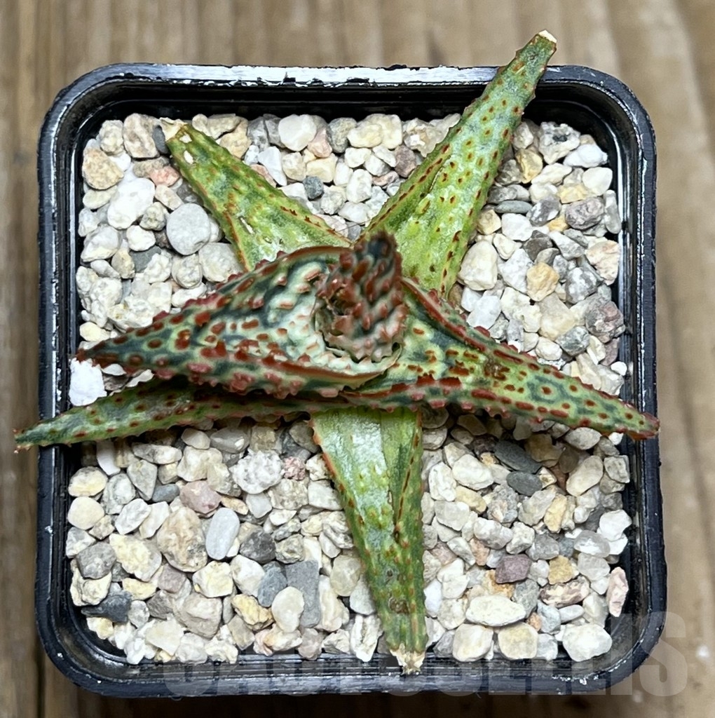 SHPR18571 Aloe TCT hybrid - Image 2