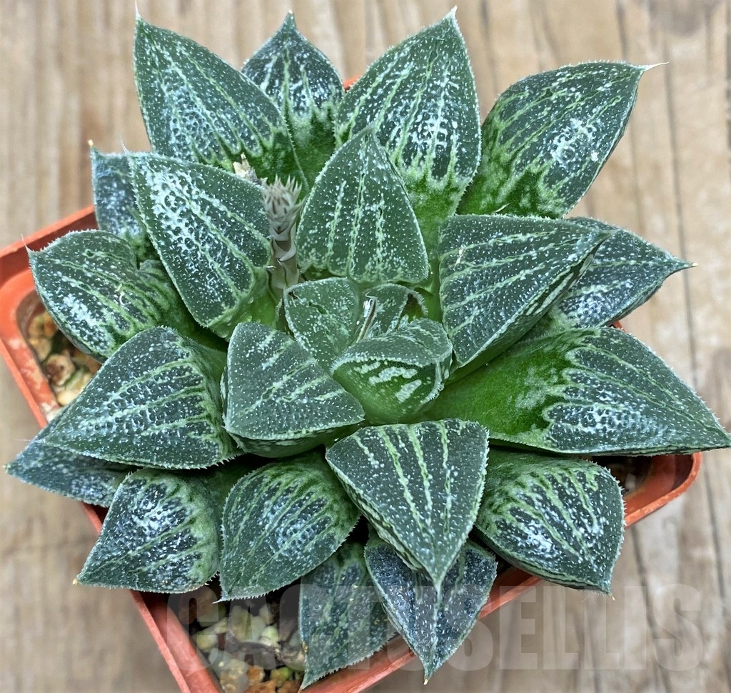 SHPR18074 Haworthia 'Kegazato' x 'Yuki Keshiki' - Image 2