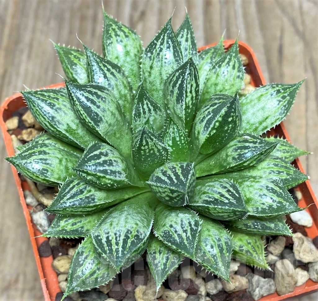 SHPR18075 Haworthia 'Mirrorball' x 'Sasameyuki