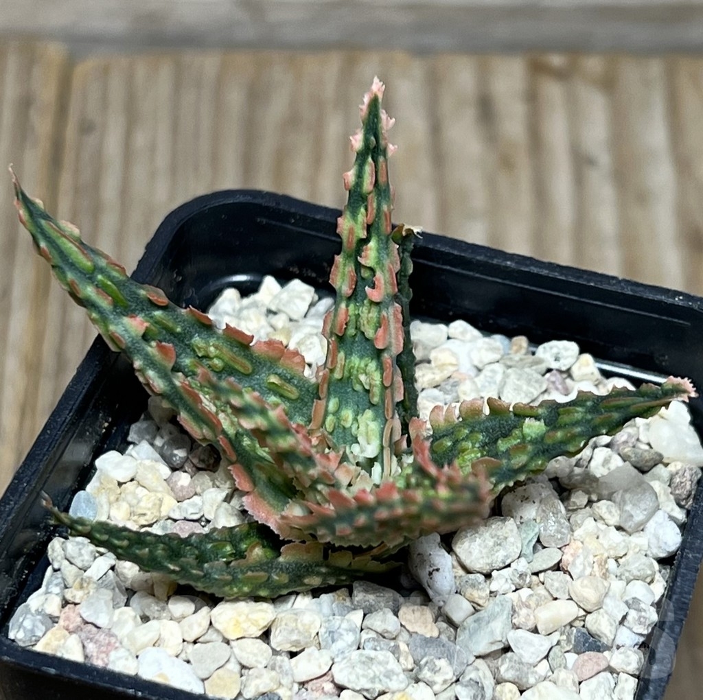 SHPR18573 Aloe TCT hybrid