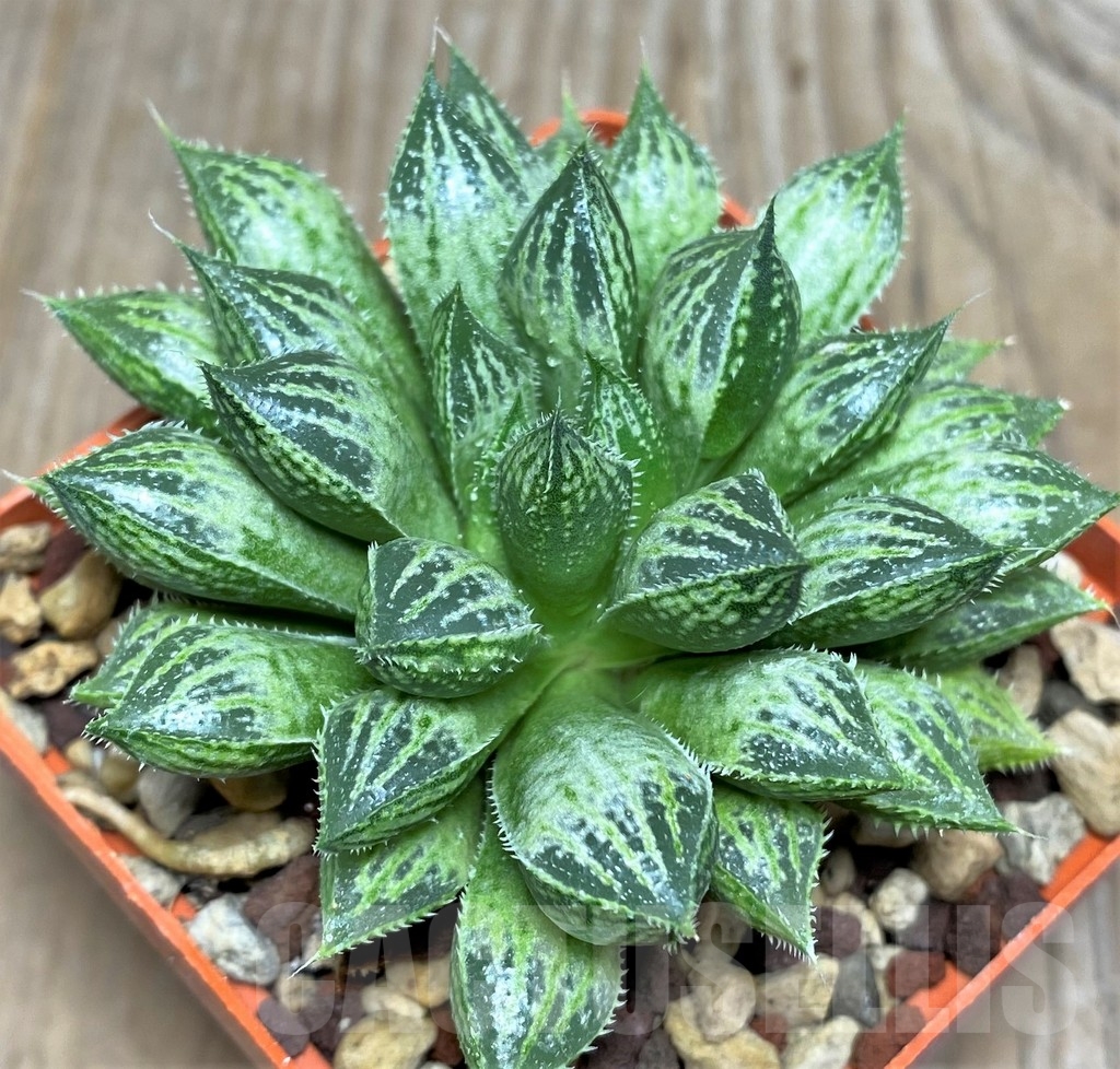SHPR18075 Haworthia 'Mirrorball' x 'Sasameyuki - Image 2