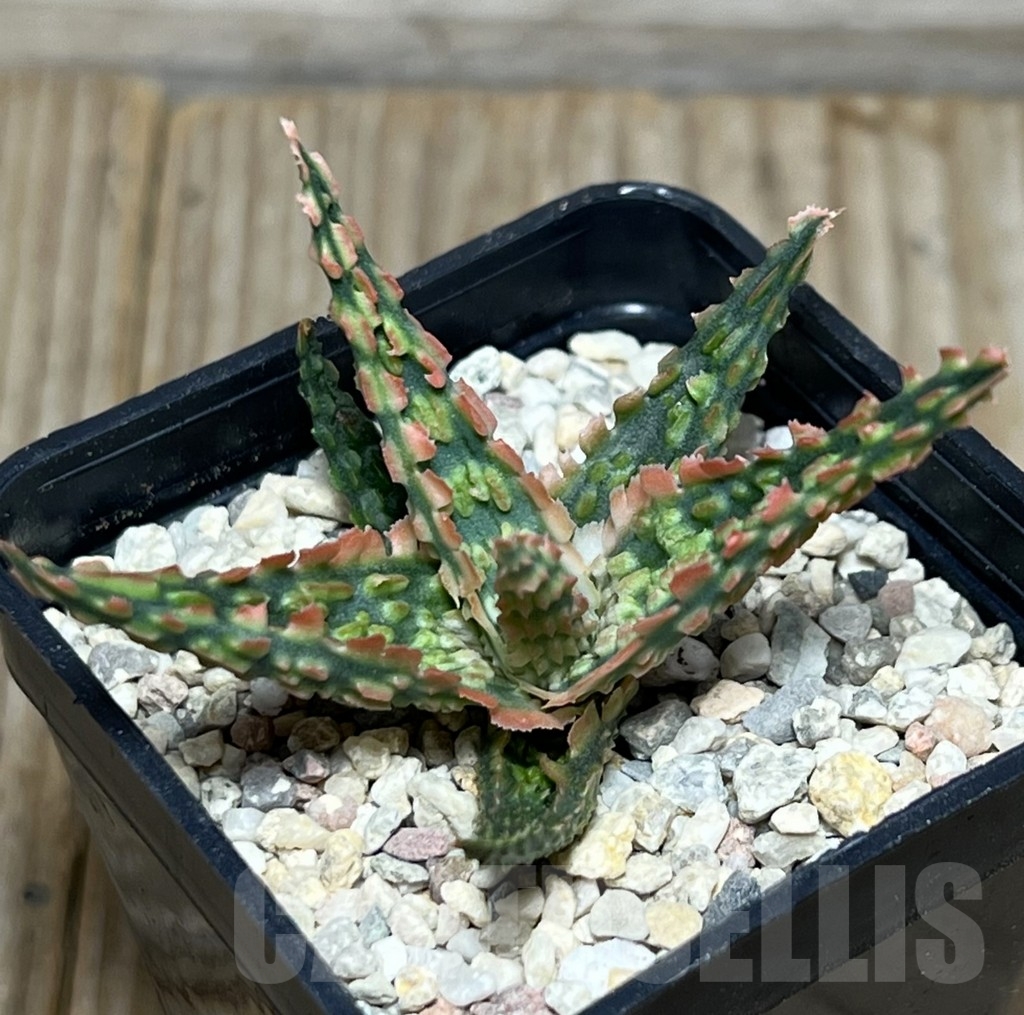 SHPR18573 Aloe TCT hybrid - Image 2