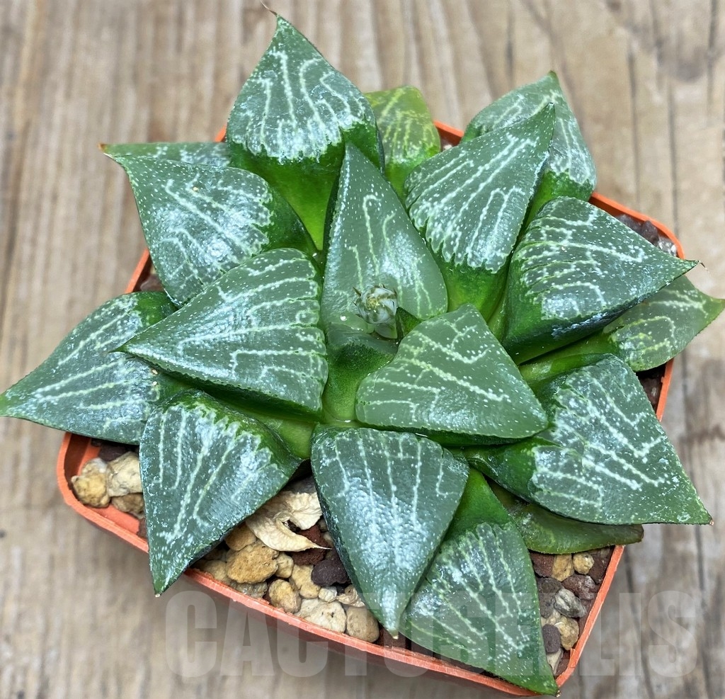 SHPR18077 Haworthia bayeri hybrid
