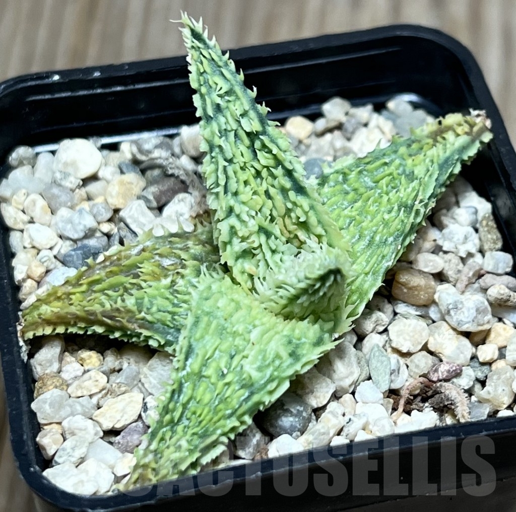 SHPR18575 Aloe TCT hybrid