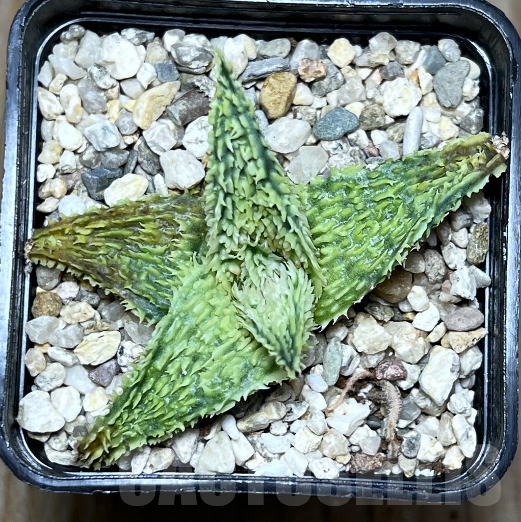 SHPR18575 Aloe TCT hybrid - Image 2