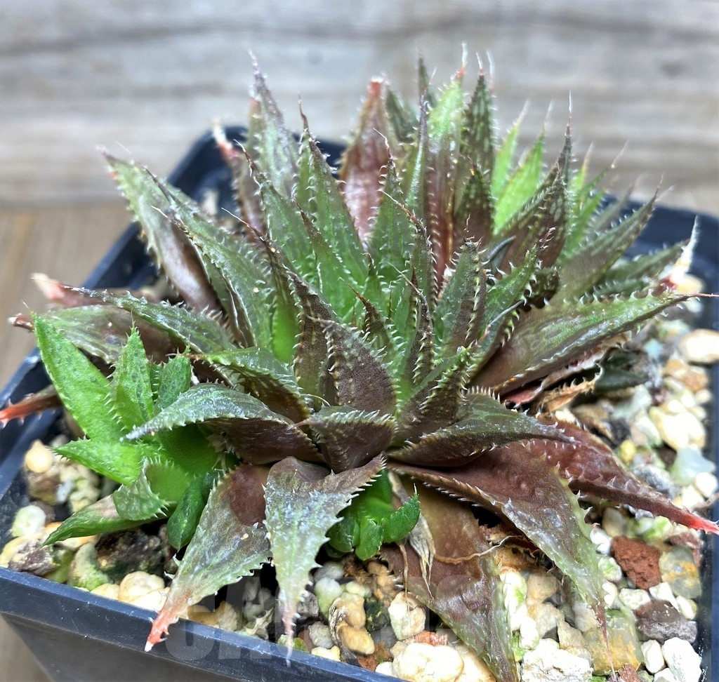 SHPR18078 Haworthia aff. mirabilis v. consanguinea