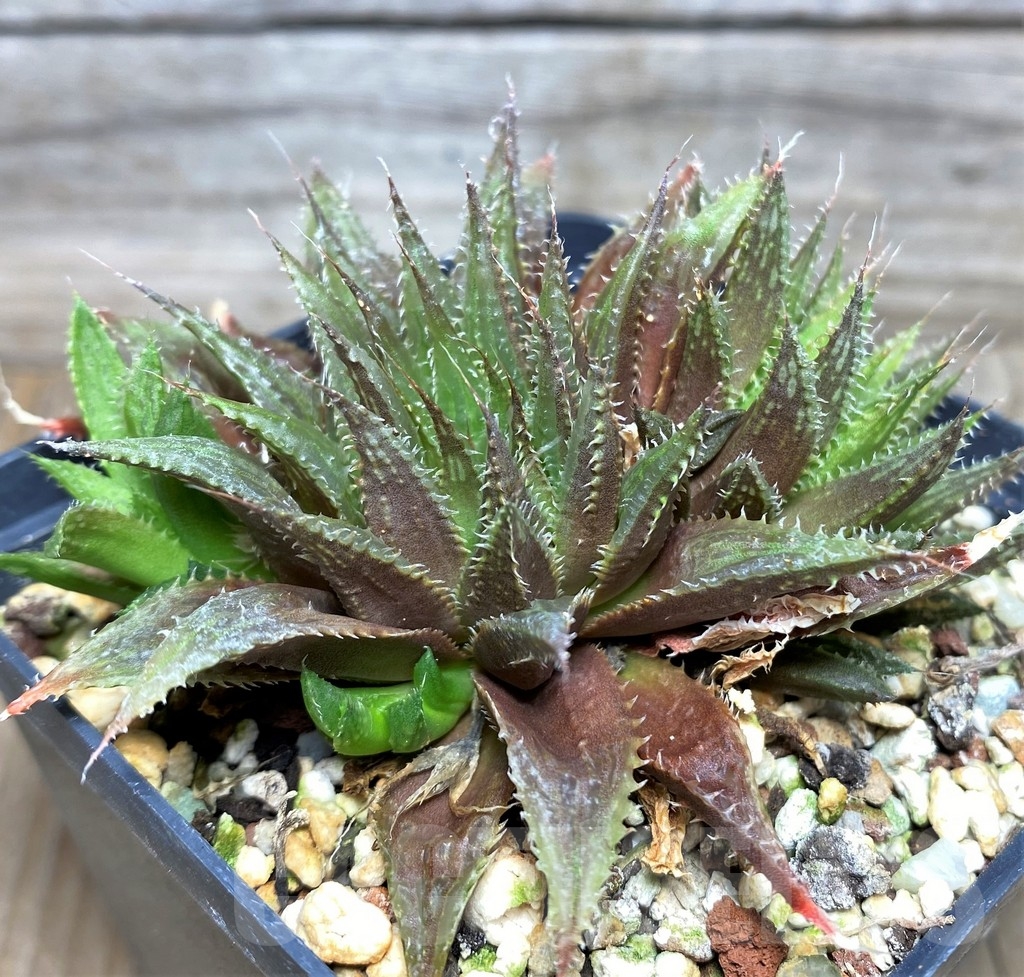 SHPR18078 Haworthia aff. mirabilis v. consanguinea – Image 2