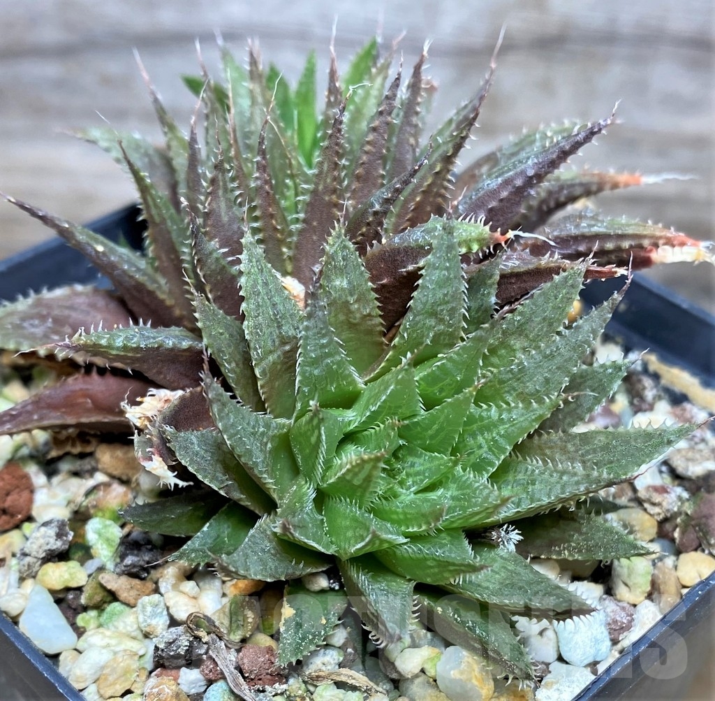SHPR18078 Haworthia aff. mirabilis v. consanguinea – Image 3