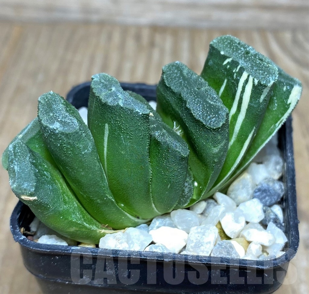 SHPR18079 Haworthia truncata f. variegata – Image 2