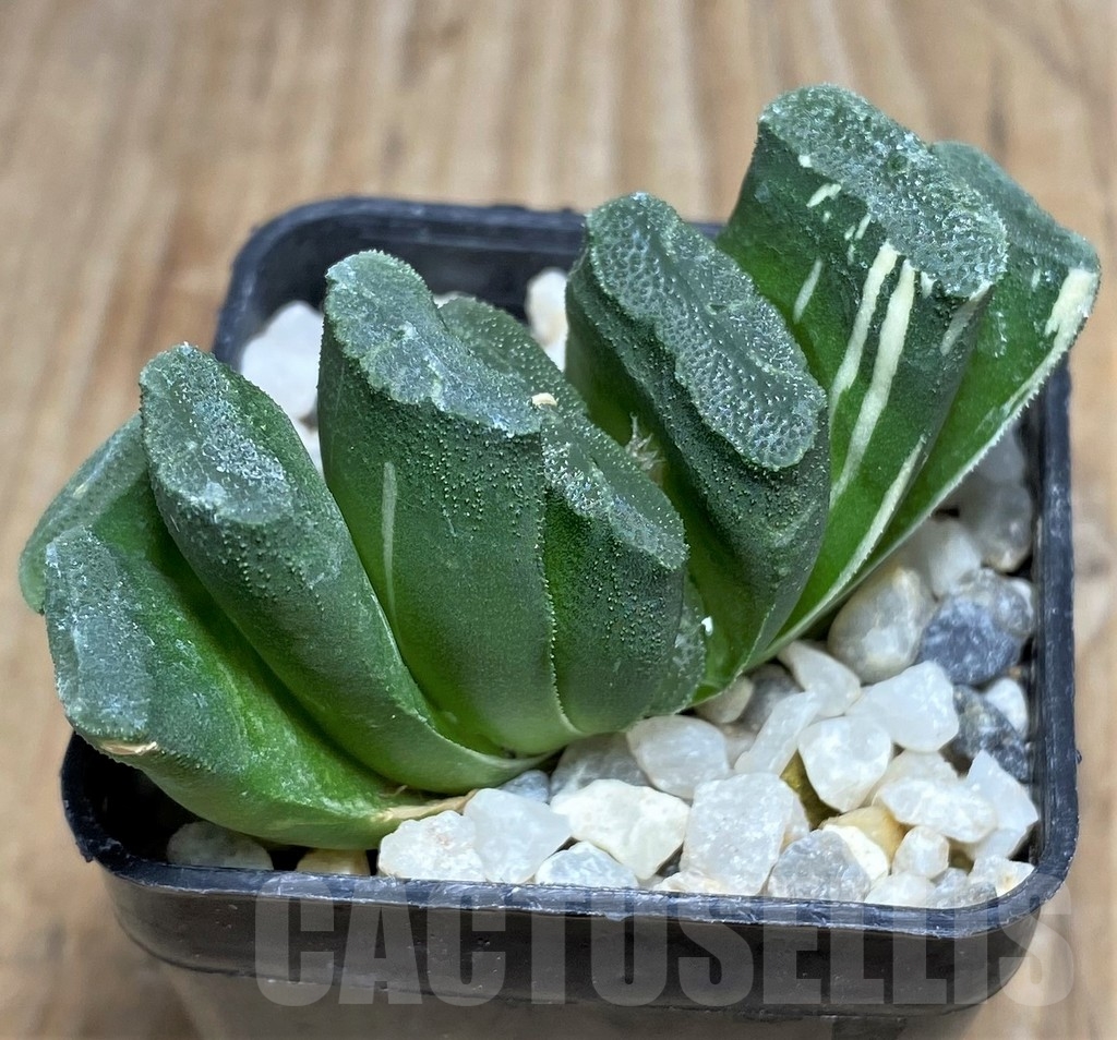 SHPR18079 Haworthia truncata f. variegata