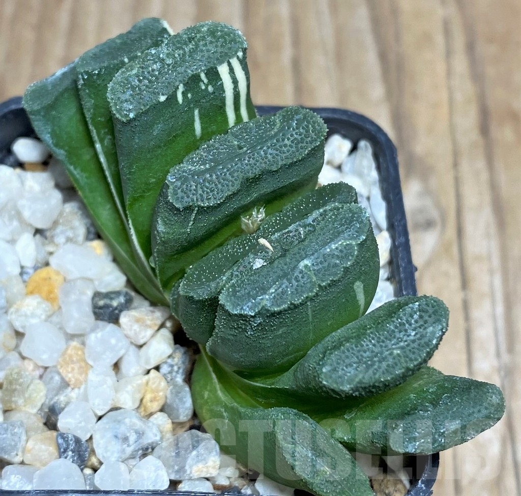 SHPR18079 Haworthia truncata f. variegata – Image 3