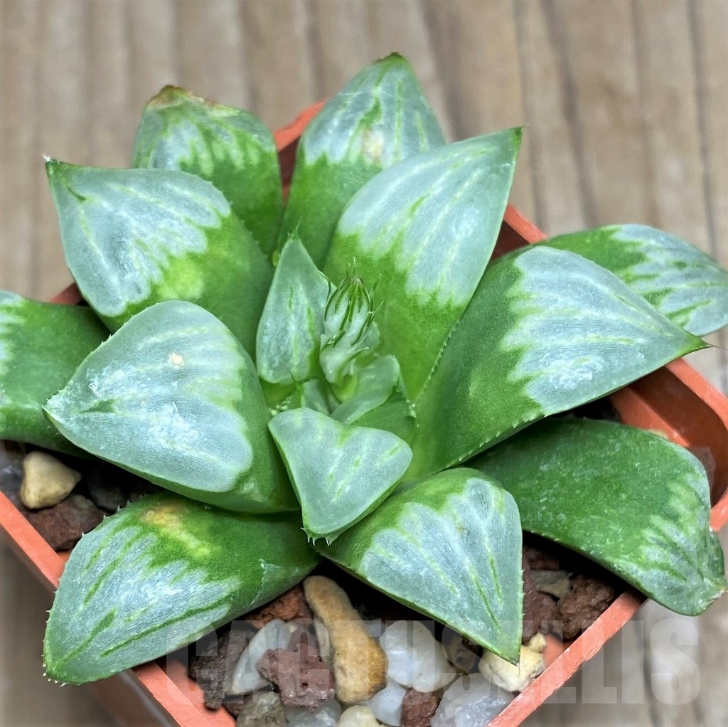 SHPR18080 Haworthia mutica ‘Byakuya’ – Image 2
