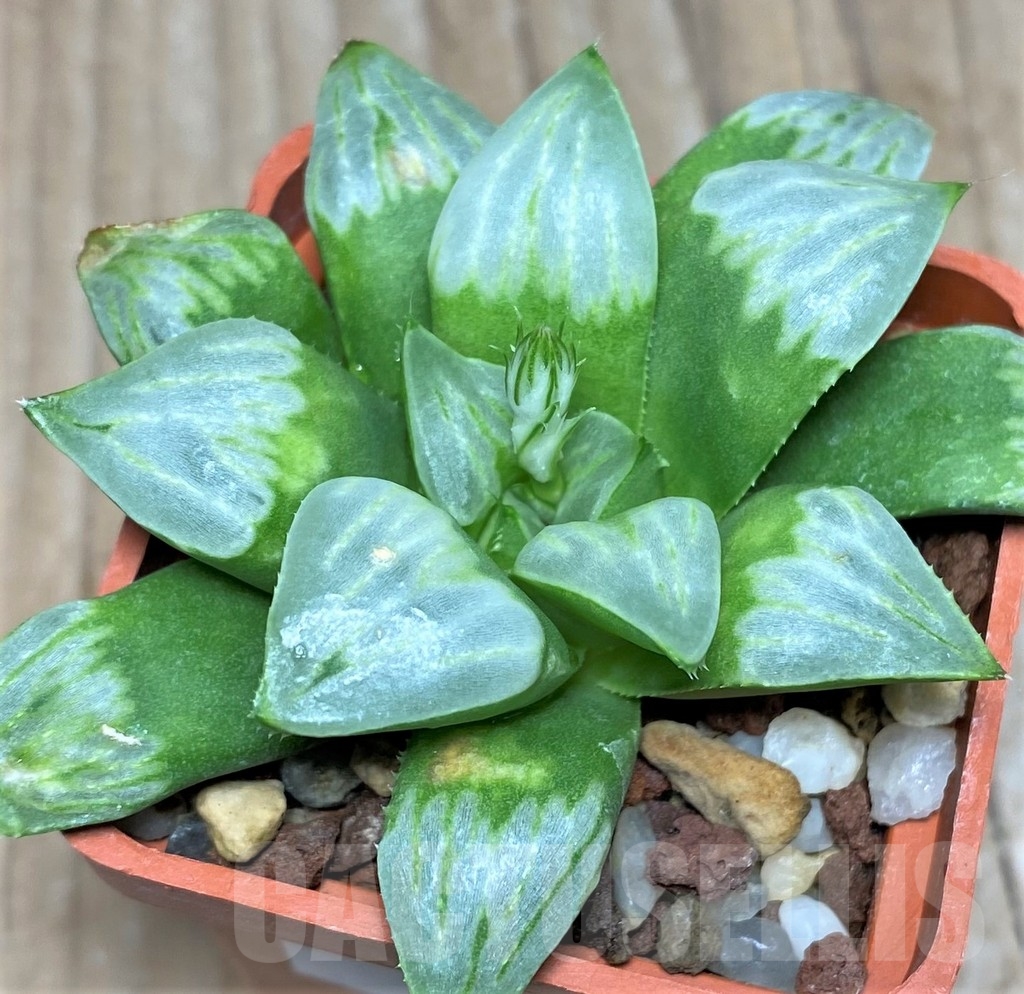 SHPR18080 Haworthia mutica ‘Byakuya’