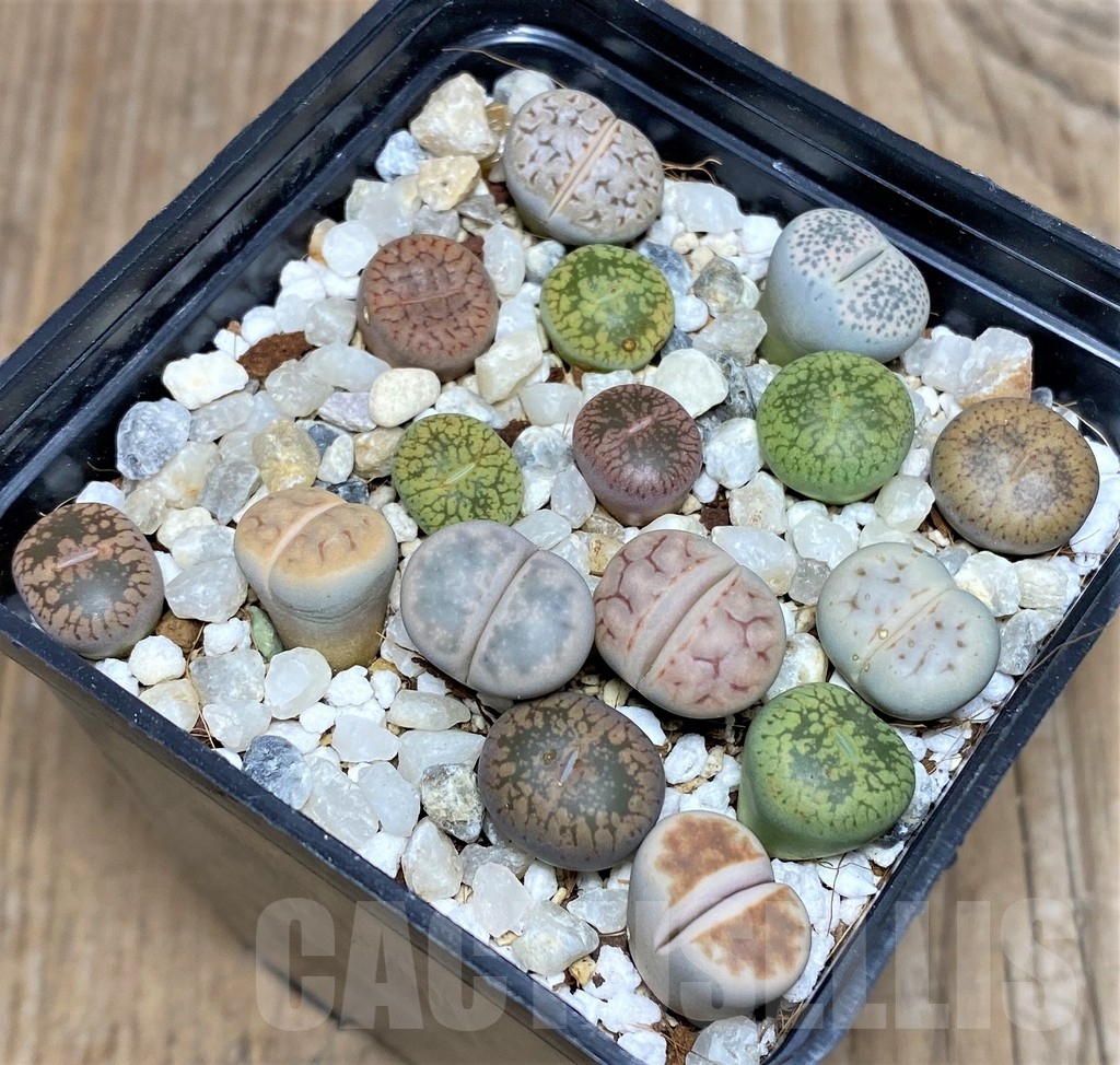 SHPR18081 Lithops mix – Image 2