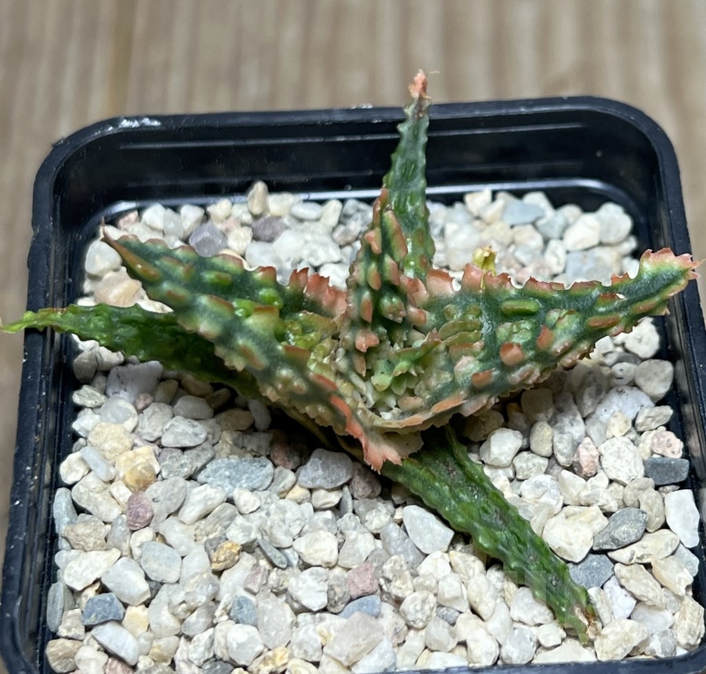 SHPR18580 Aloe TCT hybrid