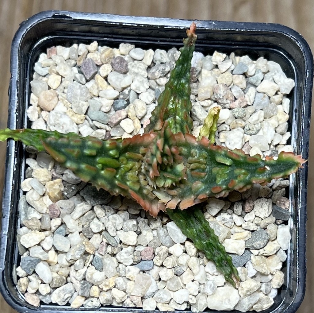 SHPR18580 Aloe TCT hybrid - Image 2