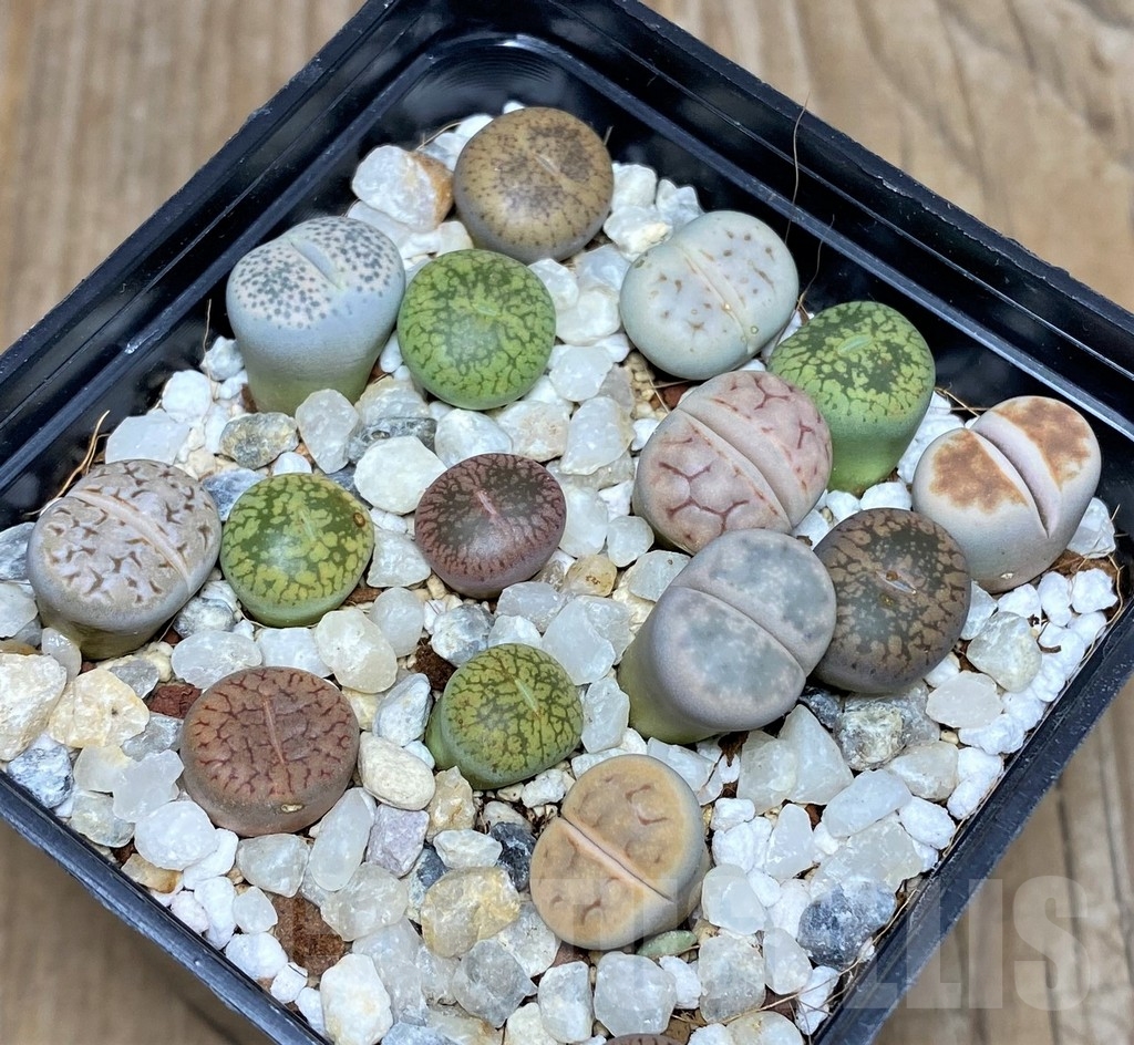 SHPR18081 Lithops mix