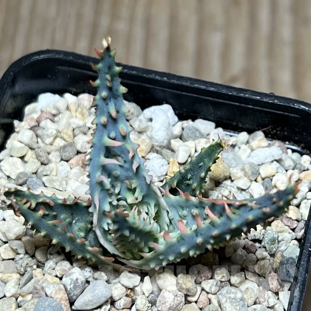 SHPR18581 Aloe TCT hybrid