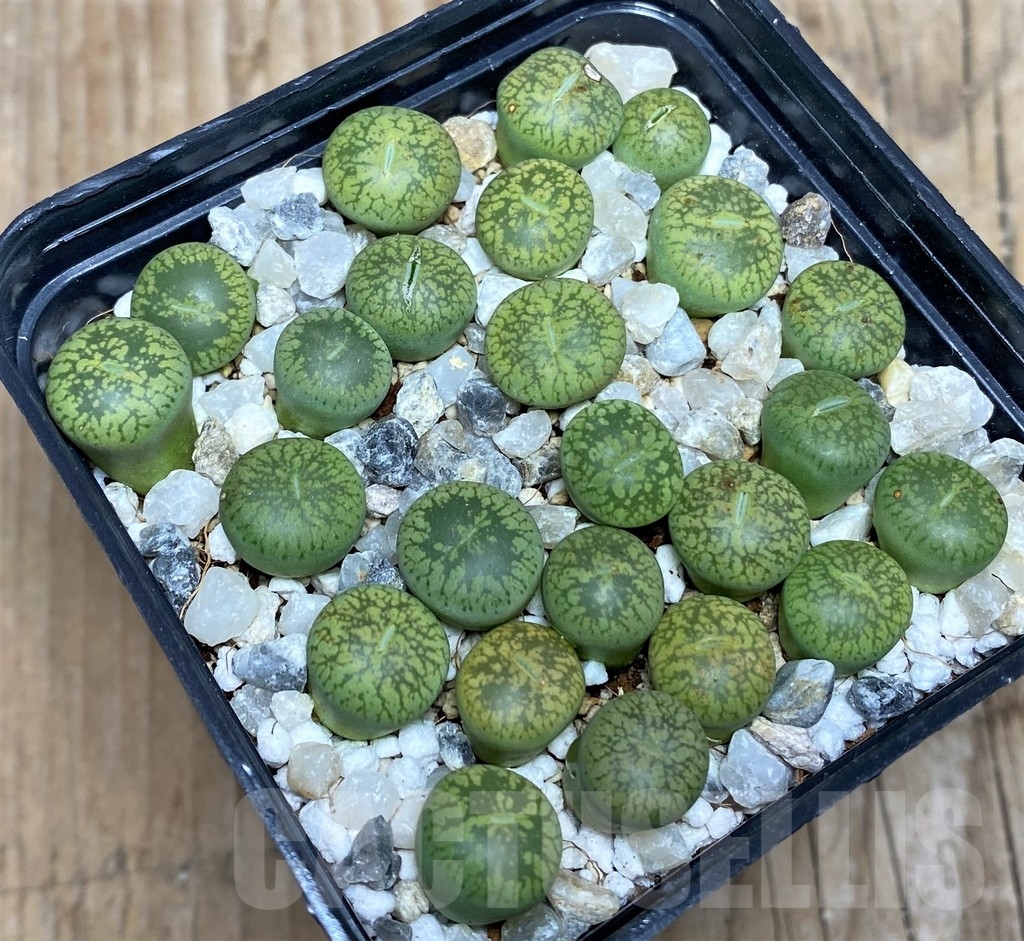 SHPR18082 Lithops aucampiae 'Jackson's Jade'