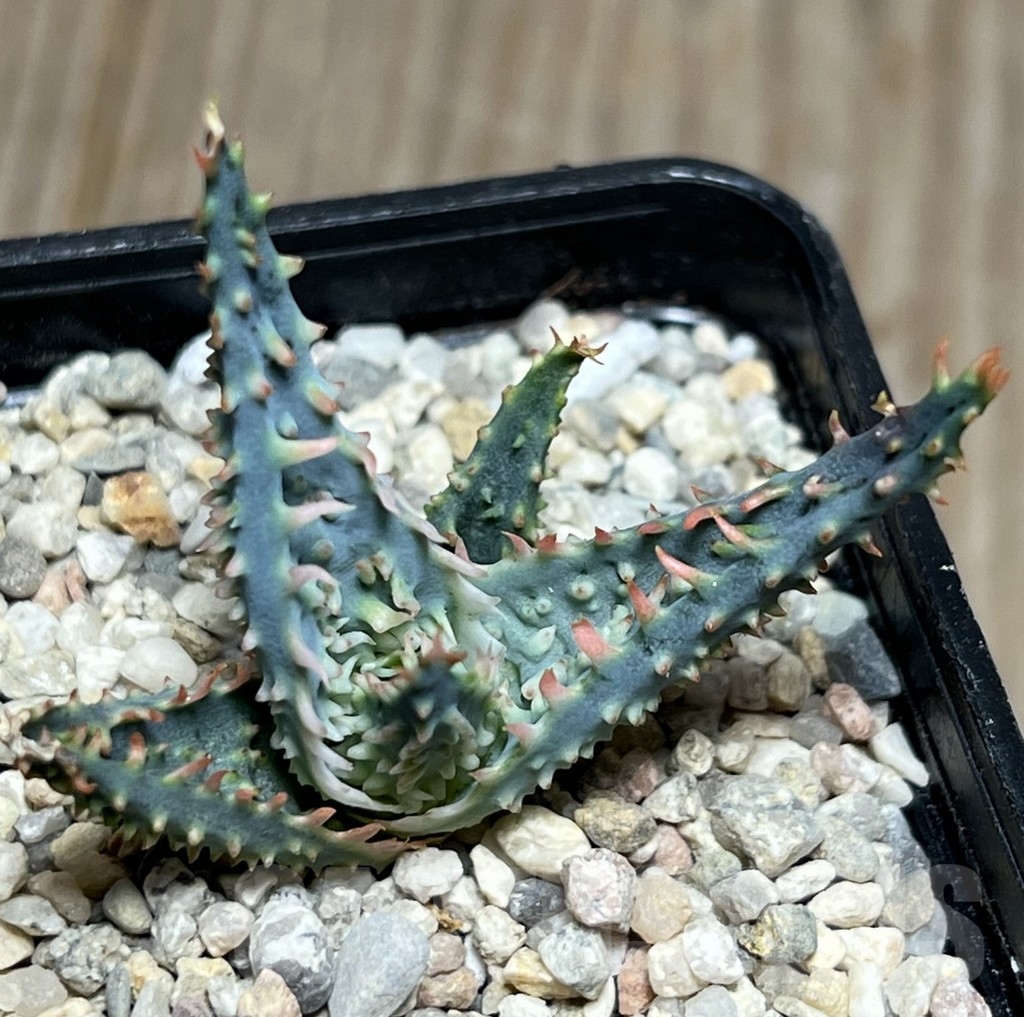 SHPR18581 Aloe TCT hybrid - Image 2
