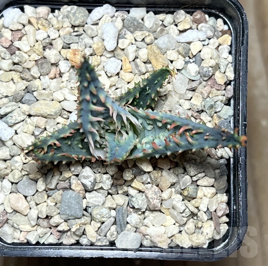 SHPR18581 Aloe TCT hybrid - Image 3