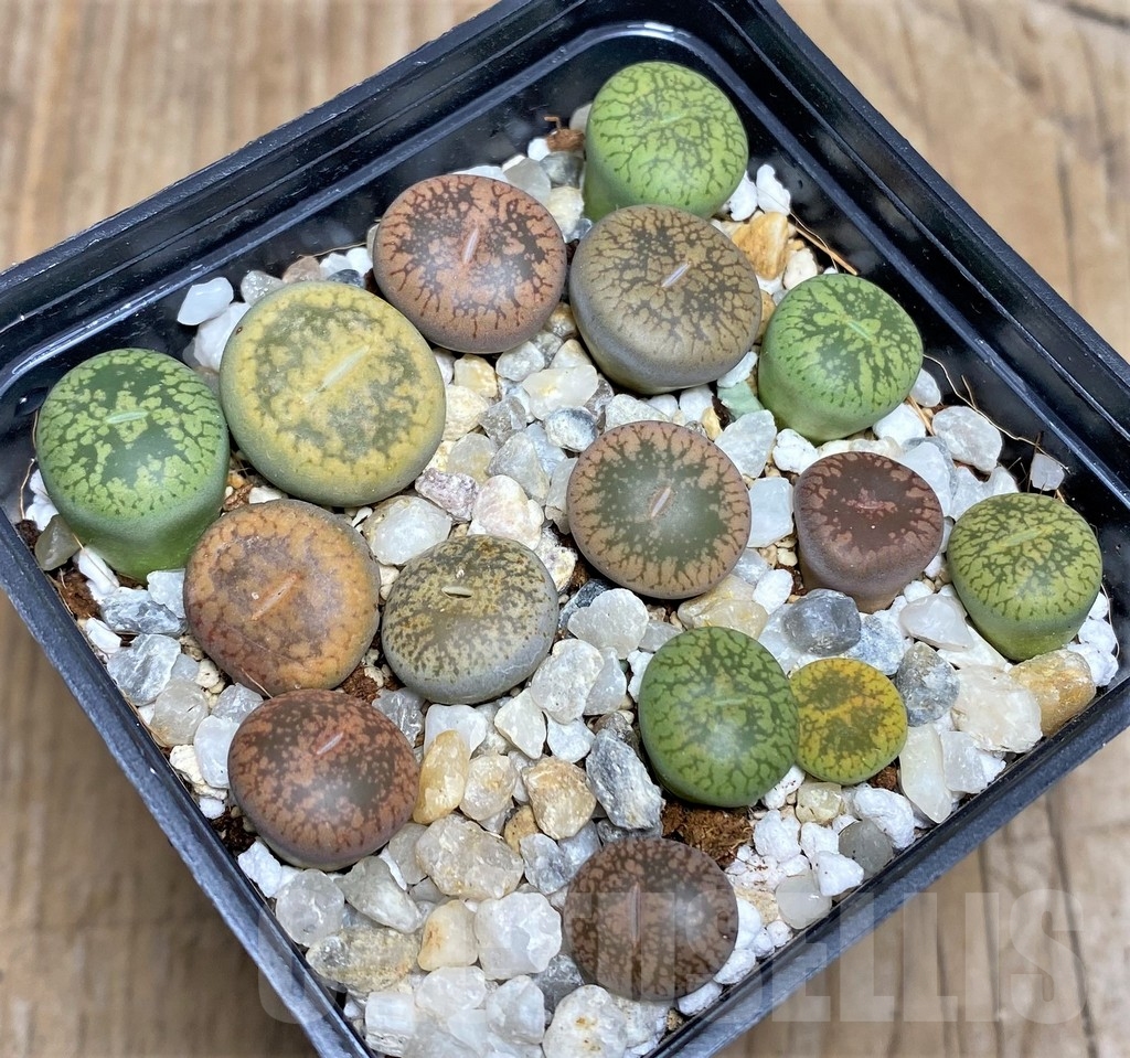 SHPR18083 Lithops mix – Image 2