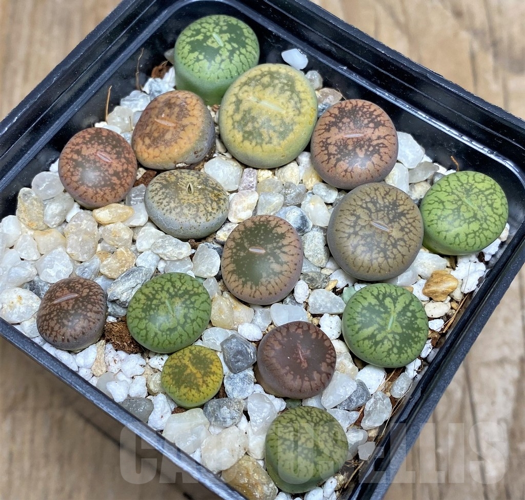 SHPR18083 Lithops mix