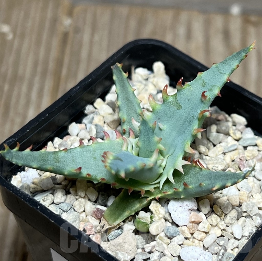 SHPR18582 Aloe TCT hybrid
