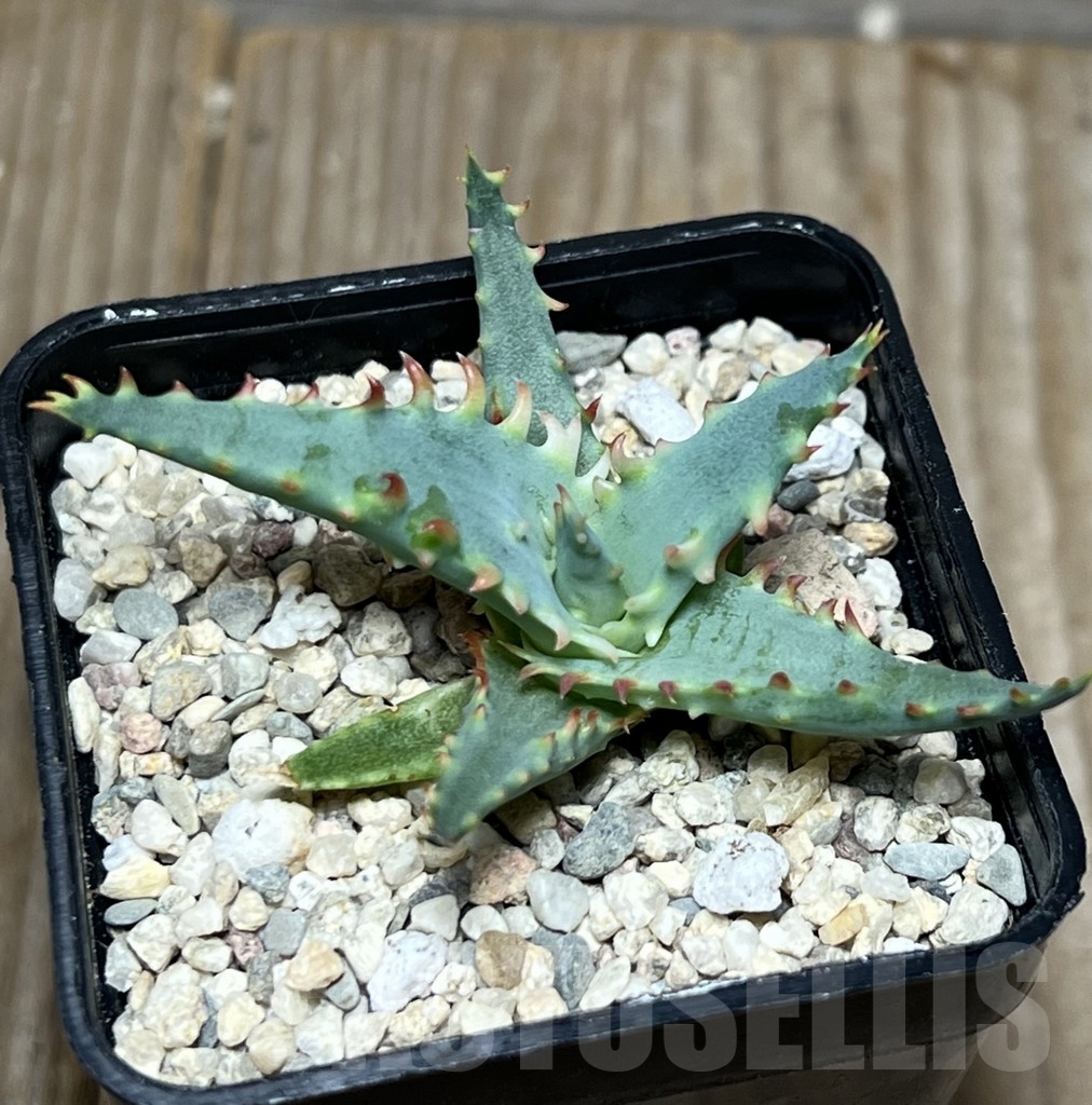 SHPR18582 Aloe TCT hybrid - Image 2