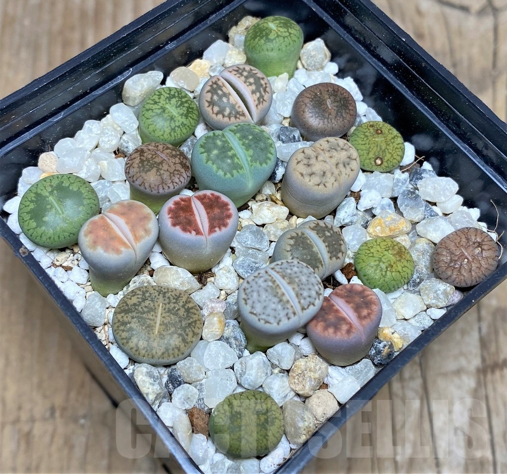 SHPR18084 Lithops mix – Image 2